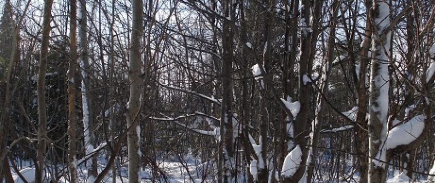 La neige: merveilleux terrain d’entraînement!